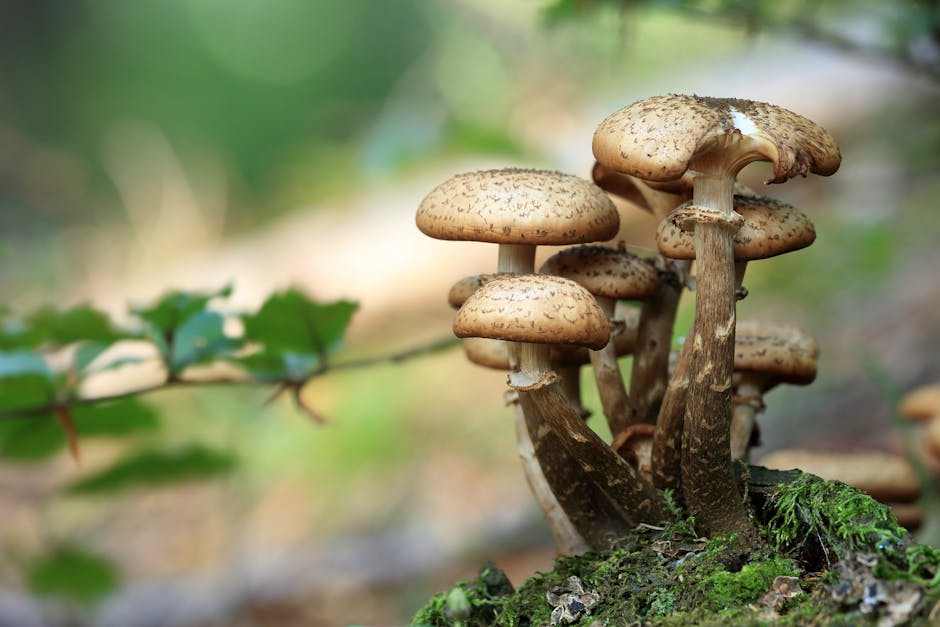 Finding Shrooms Near Me: Tips and Tricks for Safe Purchases