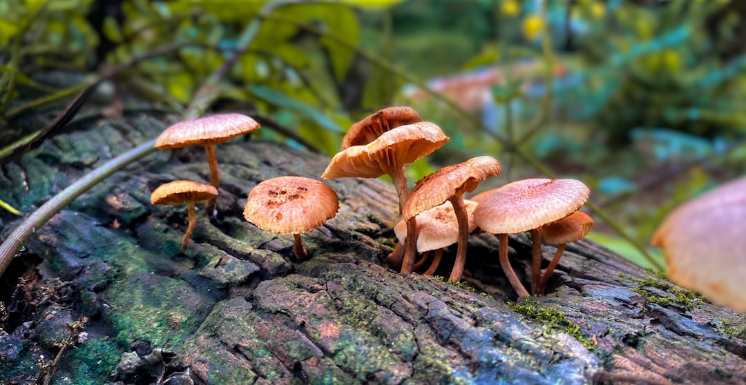 Finding Fungus Fun – Best Places to Buy Psychedelic Mushrooms