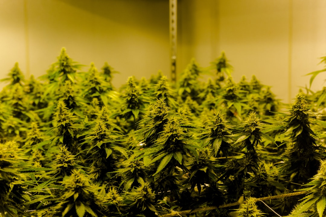 From Novice to Nugs: A Comprehensive Guide for Cannabis Beginners