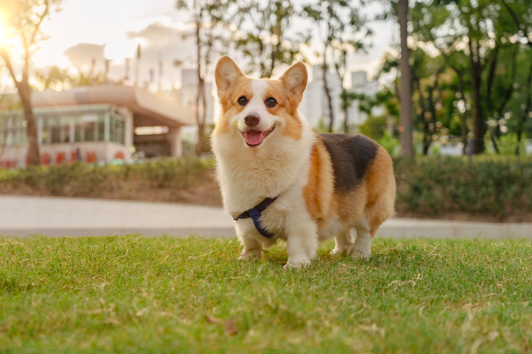 CBD Oil for Dogs: Top Picks for Calming, Joint & Digestion Support