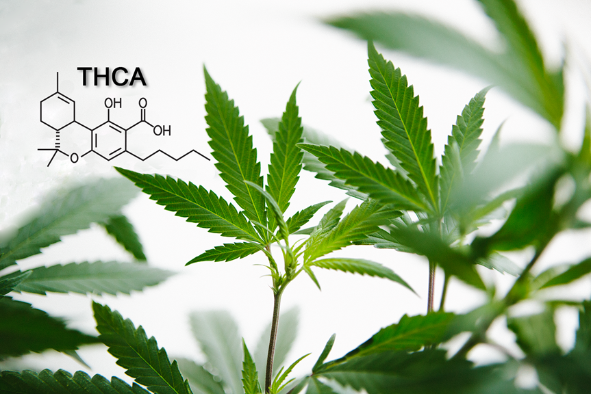 WHAT IS THCA?