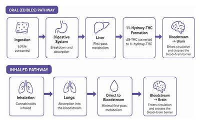 The Tasty Science Behind Edible Cannabinoid and Terpene Profiles