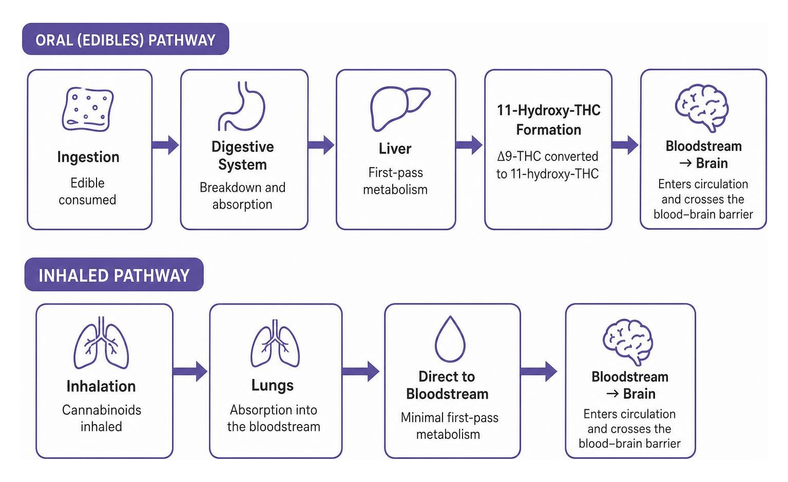 The Tasty Science Behind Edible Cannabinoid and Terpene Profiles