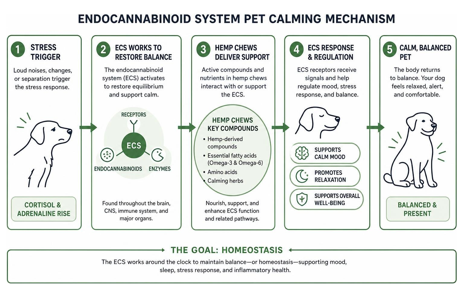 The Essential Guide to CBD Canine Wellness and Safety