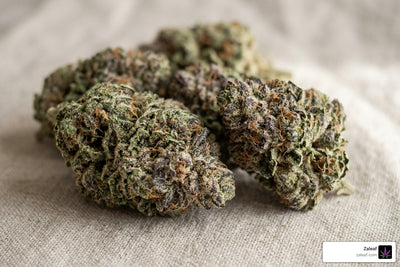 Best Weed Strains for Anxiety: A Quick Guide