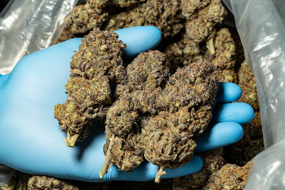The Connoisseur's Compass: Navigating the World of Premium THCa Flower