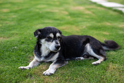 Comfort and Calm: Unlocking the Power of CBD for Aging Canines