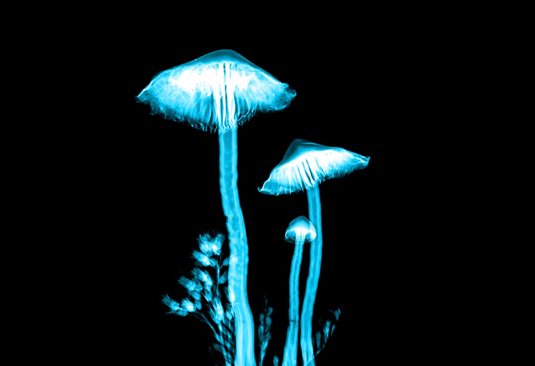 Shroom Service – Your Guide to Magic Mushrooms Order Online