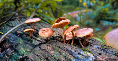 Finding Fungus Fun – Best Places to Buy Psychedelic Mushrooms