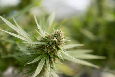 Cannabis for Wellness: Exploring Its Role in Relaxation, Pain, and Stress